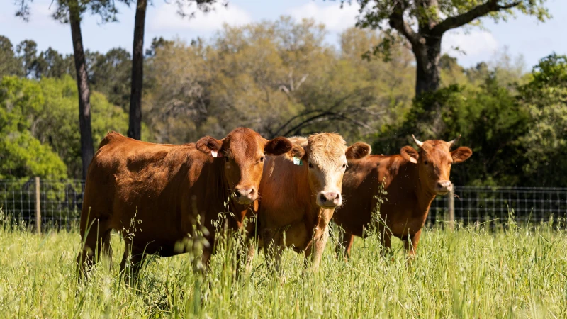 Cattle is a pasture.