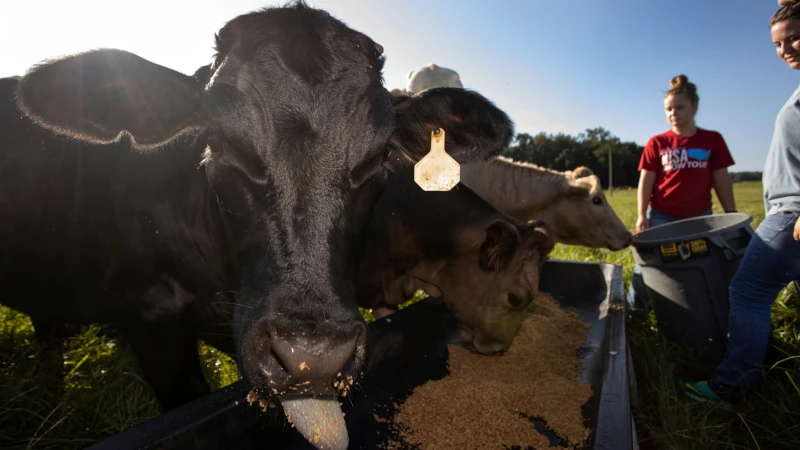 Cows eating seaweed feed.