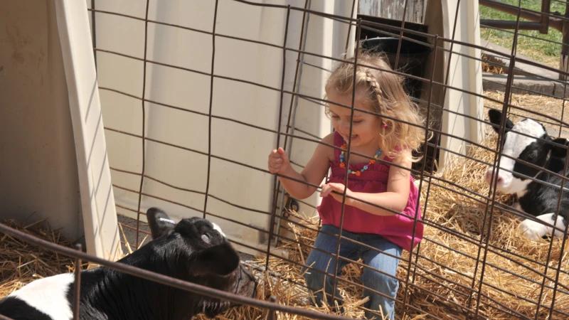 Little girl with a baby cow.