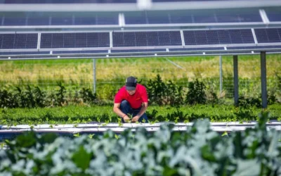 Farming Meets Solar: Iowa State’s Agrivoltaics Project Yields Promising First-Year Results
