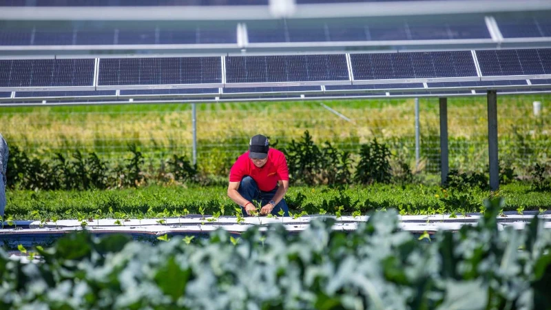 Farmer working in vegetable garden under solar panels.