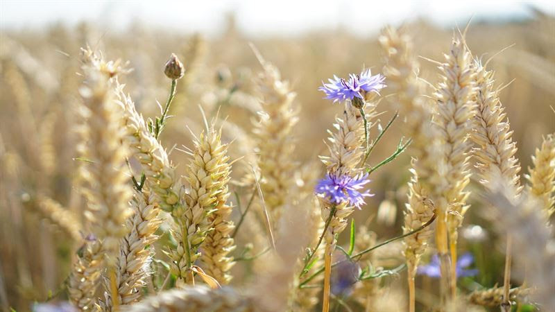 Wheat growing in a field