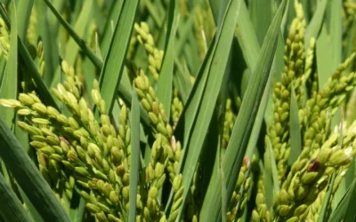Growing Healthier Rice: Proven Ways To Lower Arsenic Levels
