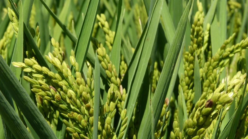 Rice growing in a field