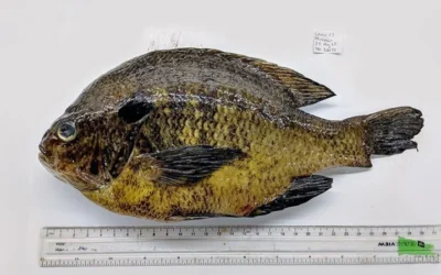 Study Finds Dangerous Parasites In Popular U.S. Freshwater Fish
