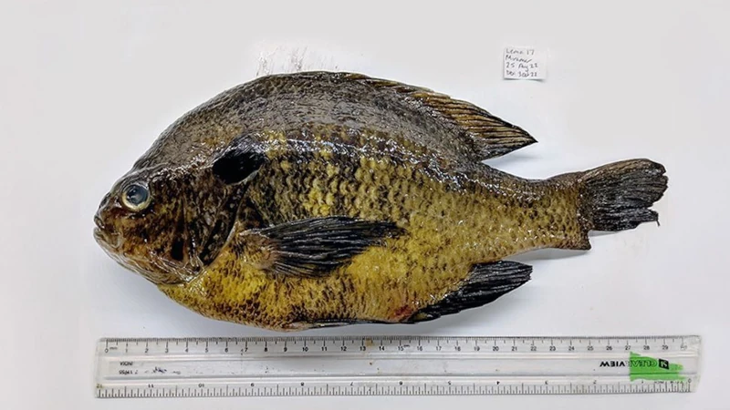 Bluegill infected with the Haplorchis pumilio trematode parasite.