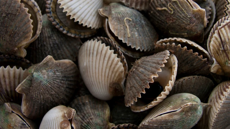fresh scallops.