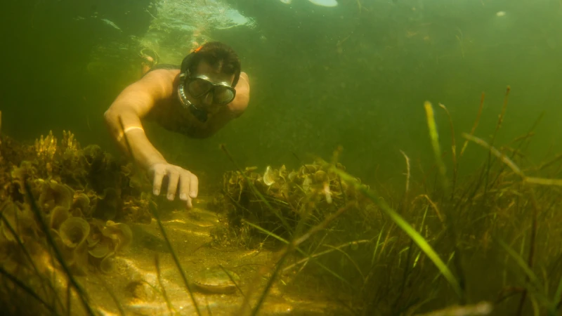 Underwater image of man snorkeling.
