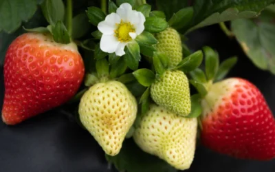 Where Did Strawberries Come From?