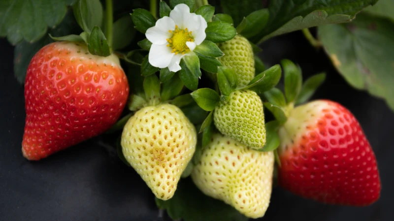 Cluster of Strawberries on the plant/.