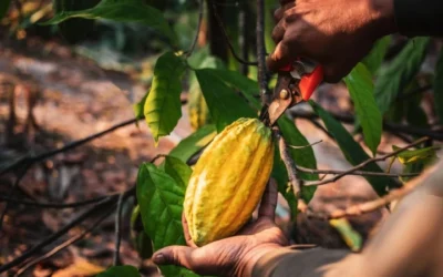 Cocoa In Crisis Or Climb? Expert Judy Ganes On Shortages, Soaring Prices, And What’s Next For The Industry