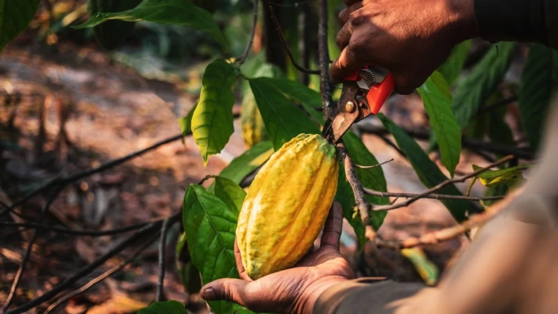 Cocoa pod being trimmed off a cocoa tree.