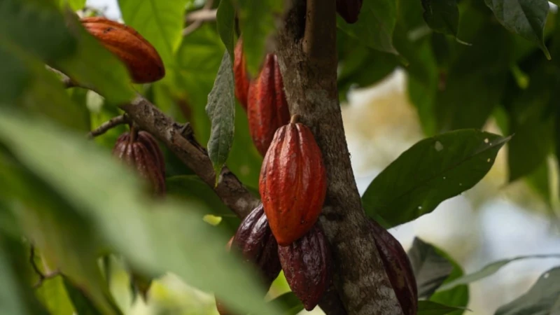 Cocoa pods in a tree