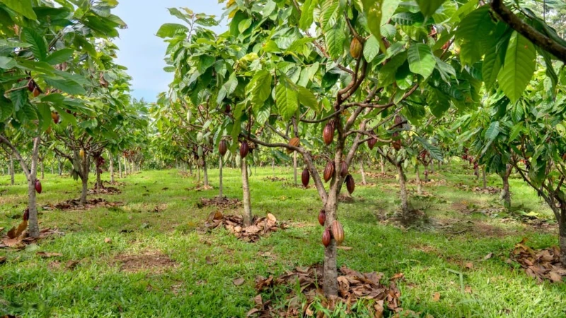 Cocoa tree farm