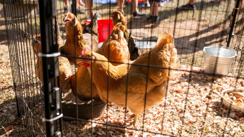 Chickens in a pen.