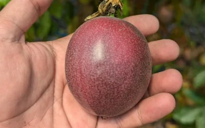 Getting Passionate About Passion Fruit