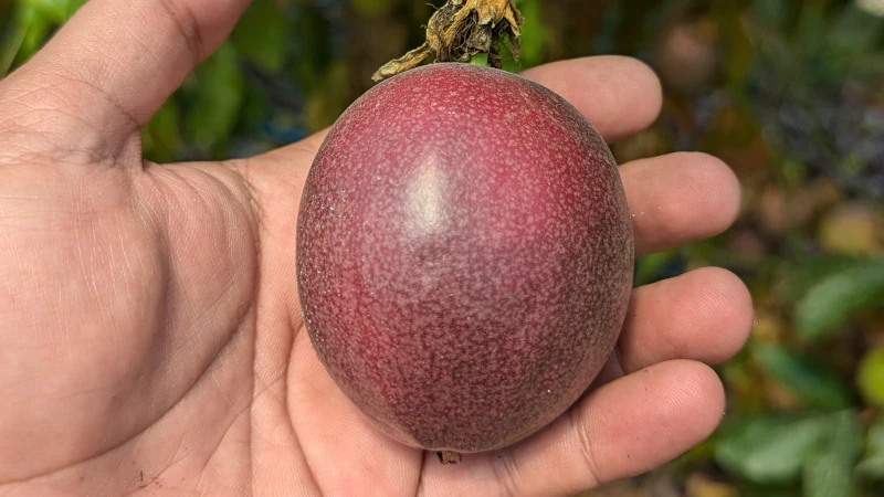 Purple passion fruit in the palm of a hand.