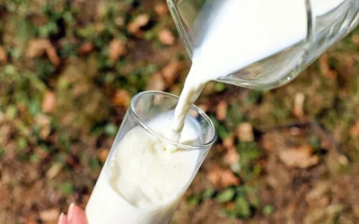 U.S. Dairy Industry Accelerates Push To Boost Milk Protein Levels
