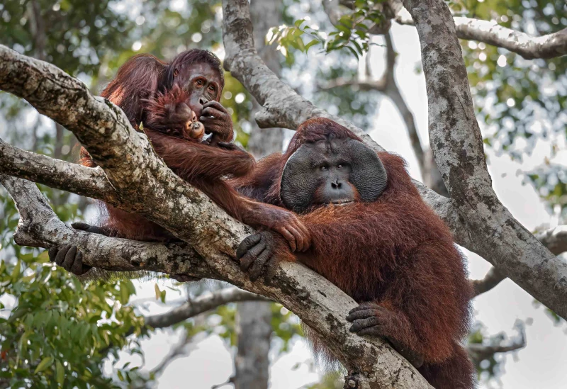 Orangutan parents and newborn in a tree.