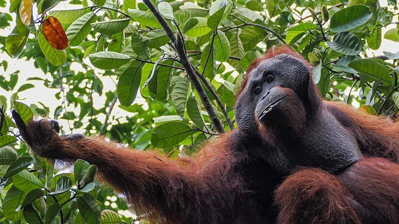 Orangutan picking fruit
