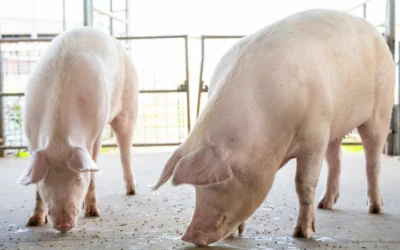 Tight Supplies Keep Pork Prices Elevated Ahead Of Holiday Season