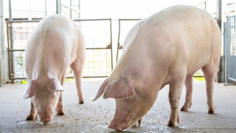 Pigs feeding