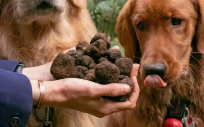Researchers Use Sniffer Dogs, Genetic Testing To Identify Three New Truffle Species, Including A High-Value North American Variety