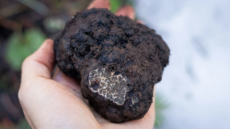 A Leucangium cascadiense, or Oregon black, truffle.