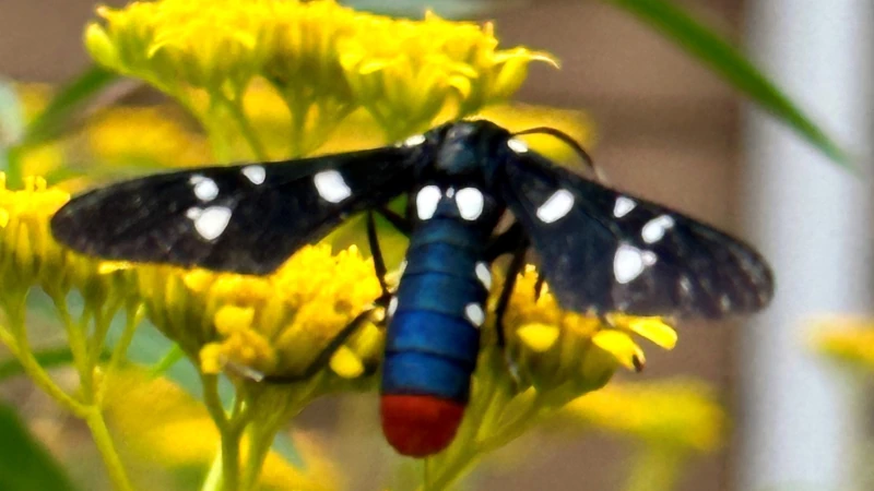 Oleander moth