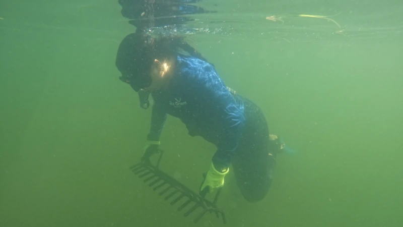 Diver in the water with seaweed rake.