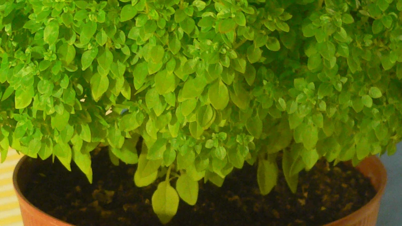 Bush Basil