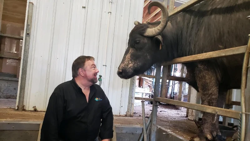 Chip Carter nose to nose with a water buffalo