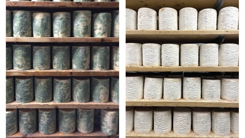 Shelves of molding cheese.