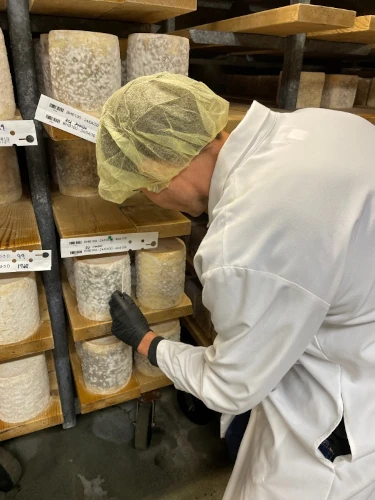 Scientist inspecting moldy cheese.
