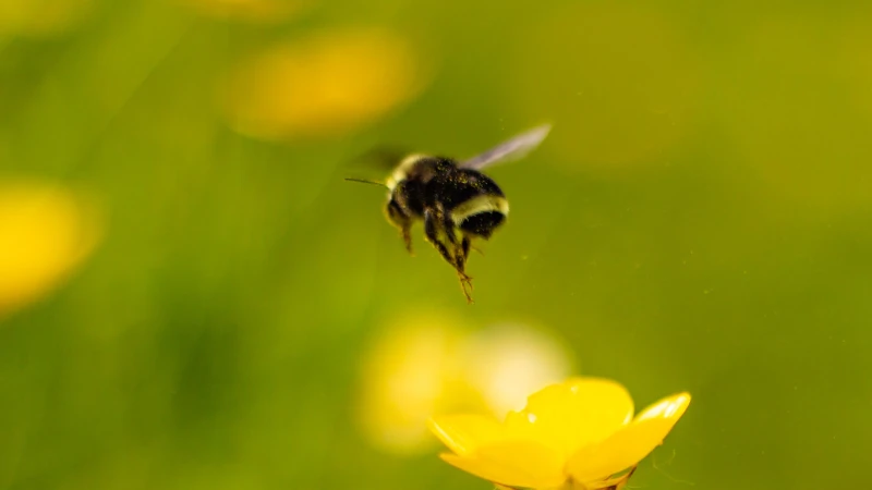Bee pollinating a flower