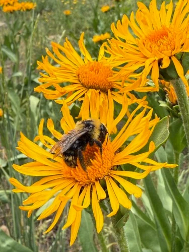 Bumble bee collecting pollin.