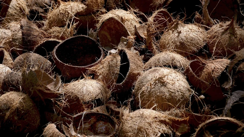 Coconut husks in a pile.