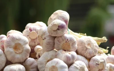 Plant Garlic By Halloween For A June Harvest: URI Experts Share Fall Gardening Tips