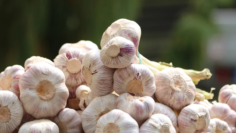 Pile of garlic bulbs