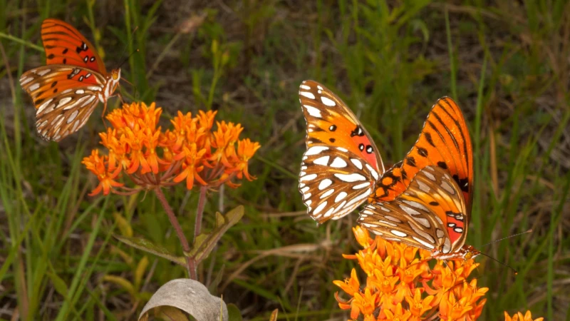 Butterflies on milkweed.