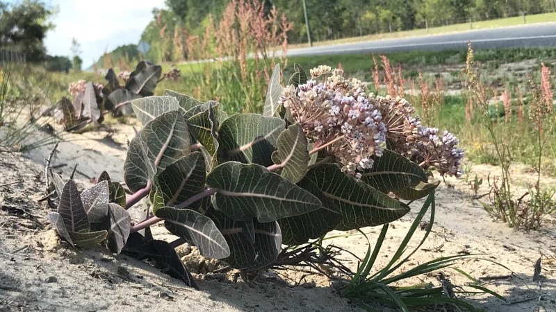 Milkweed on the roadside.