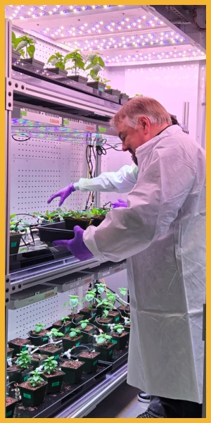 Man with hydroponic plants.
