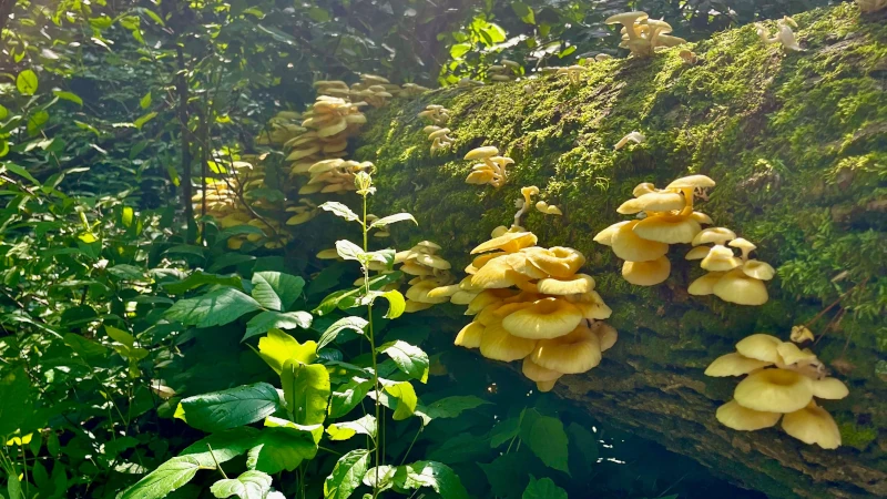 Golden oytser mushrooms growing on a log in a forest.