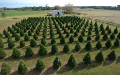 From Research Plots To Military Homes: Auburn Christmas Trees Bring Holiday Cheer To Troops
