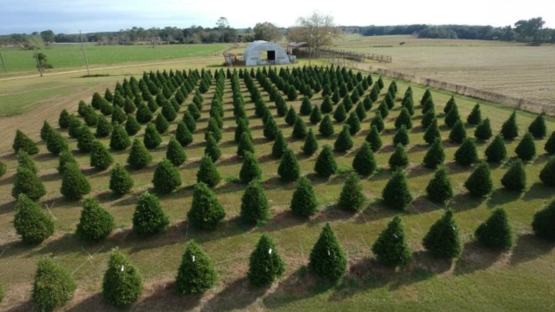 Christmas tree farm