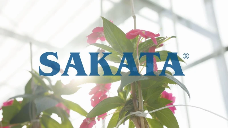 Flower in a greenhouse