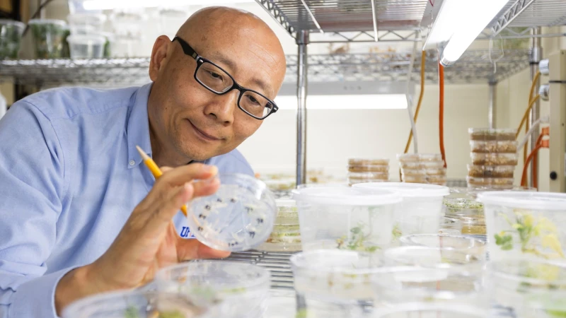 Man examining samples in petri dish