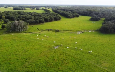 Commissioner Wilton Simpson Announces Protection Of Over 1,300 Acres Of Working Agricultural Land In Hardee County