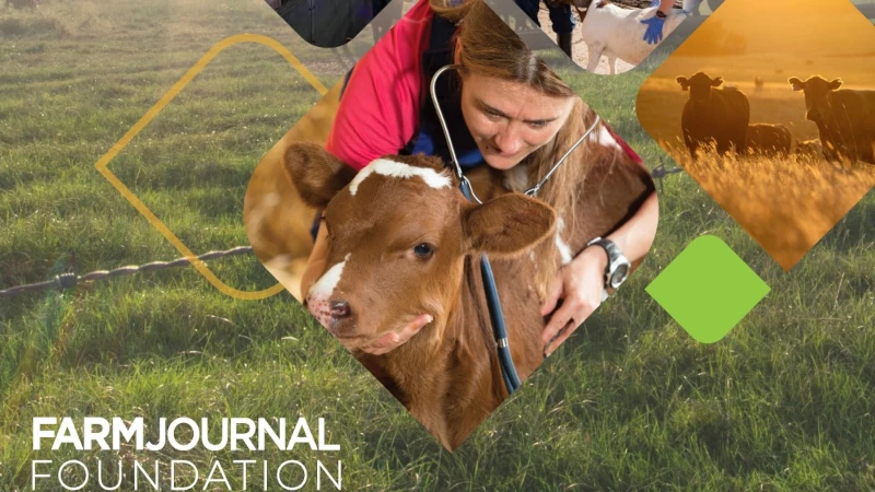 Vet checking an animal.