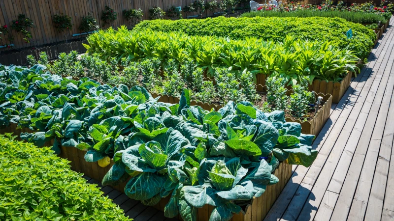 Vegetables growing in Urban Farm boxes.